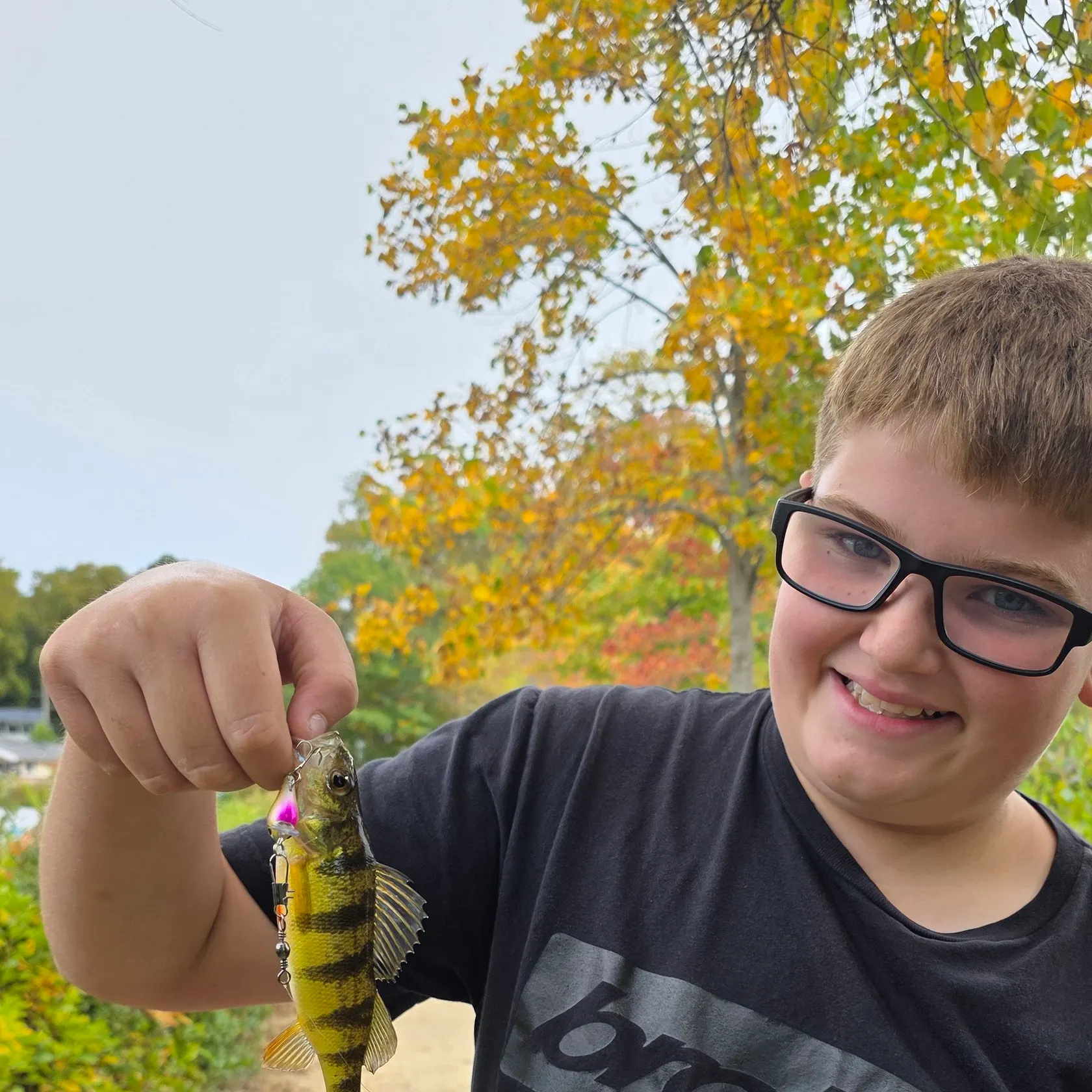 Yellow perch caught on Fishbrain