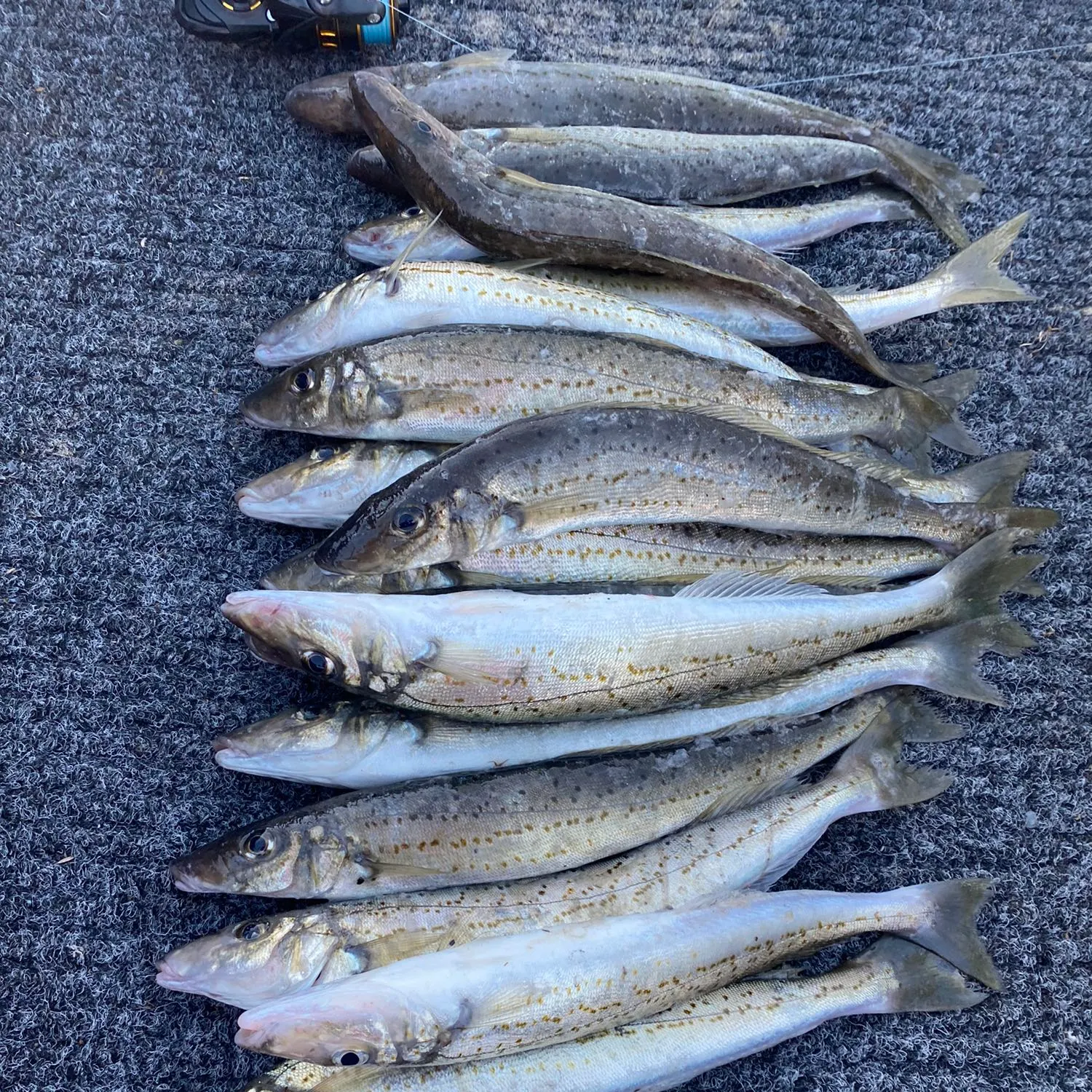 recently logged catches