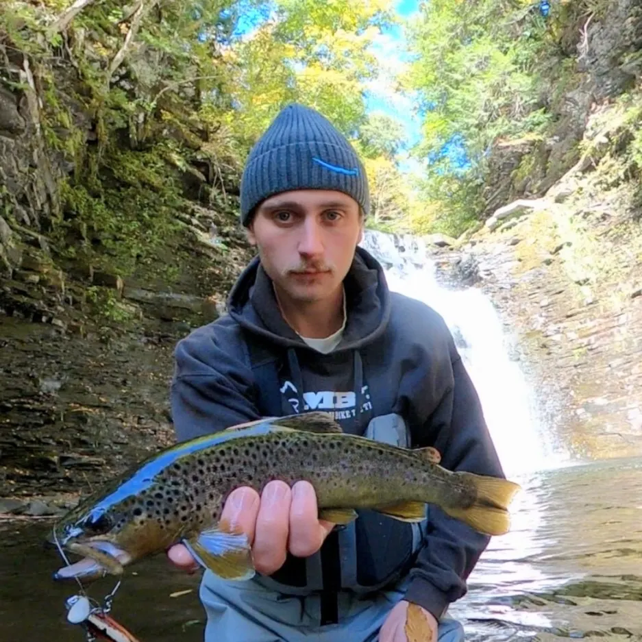 Brown trout caught on Fishbrain