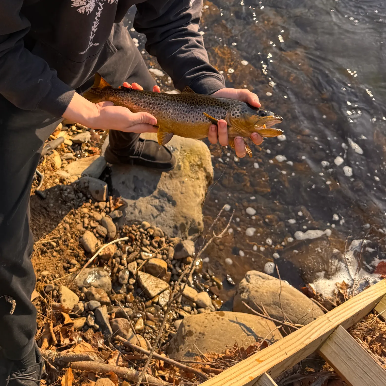 Brown trout caught on Fishbrain