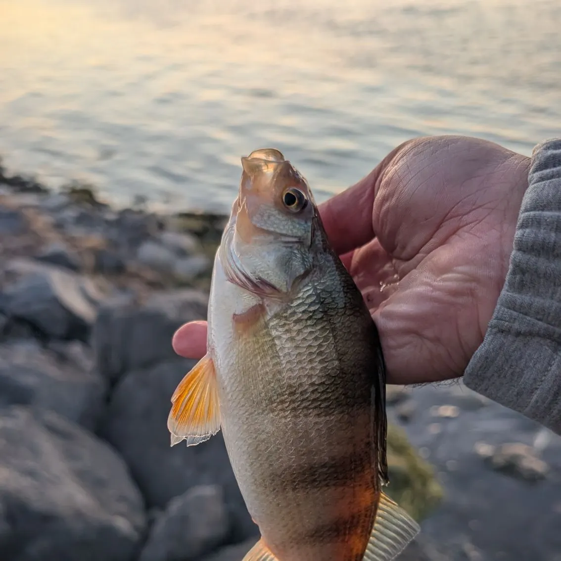 Yellow perch caught on Fishbrain