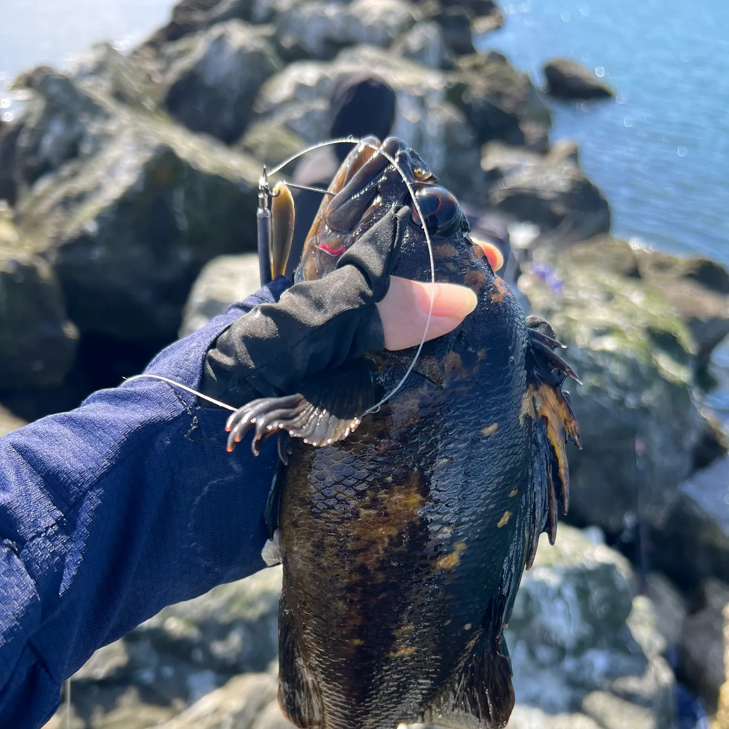 Grass rockfish caught on Fishbrain