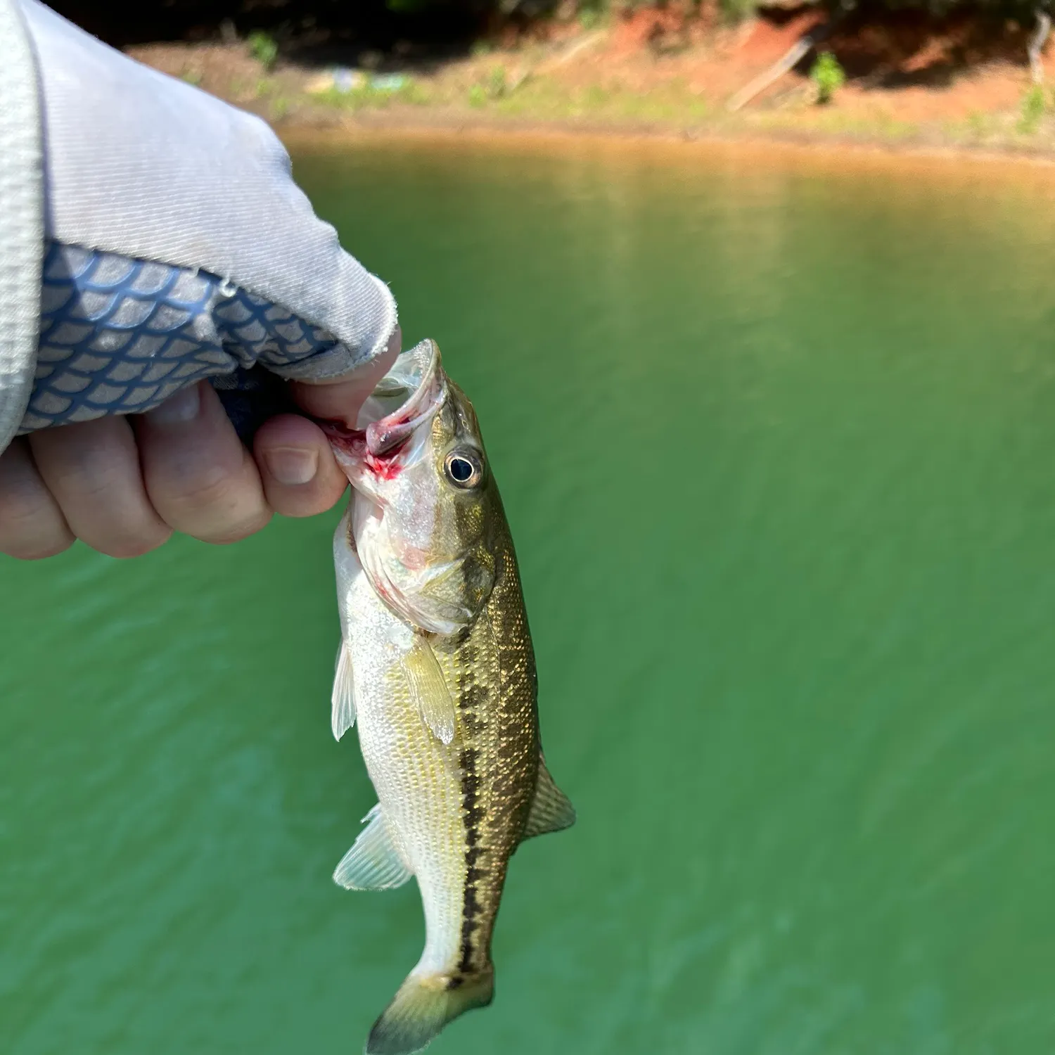 Spotted bass caught on Fishbrain