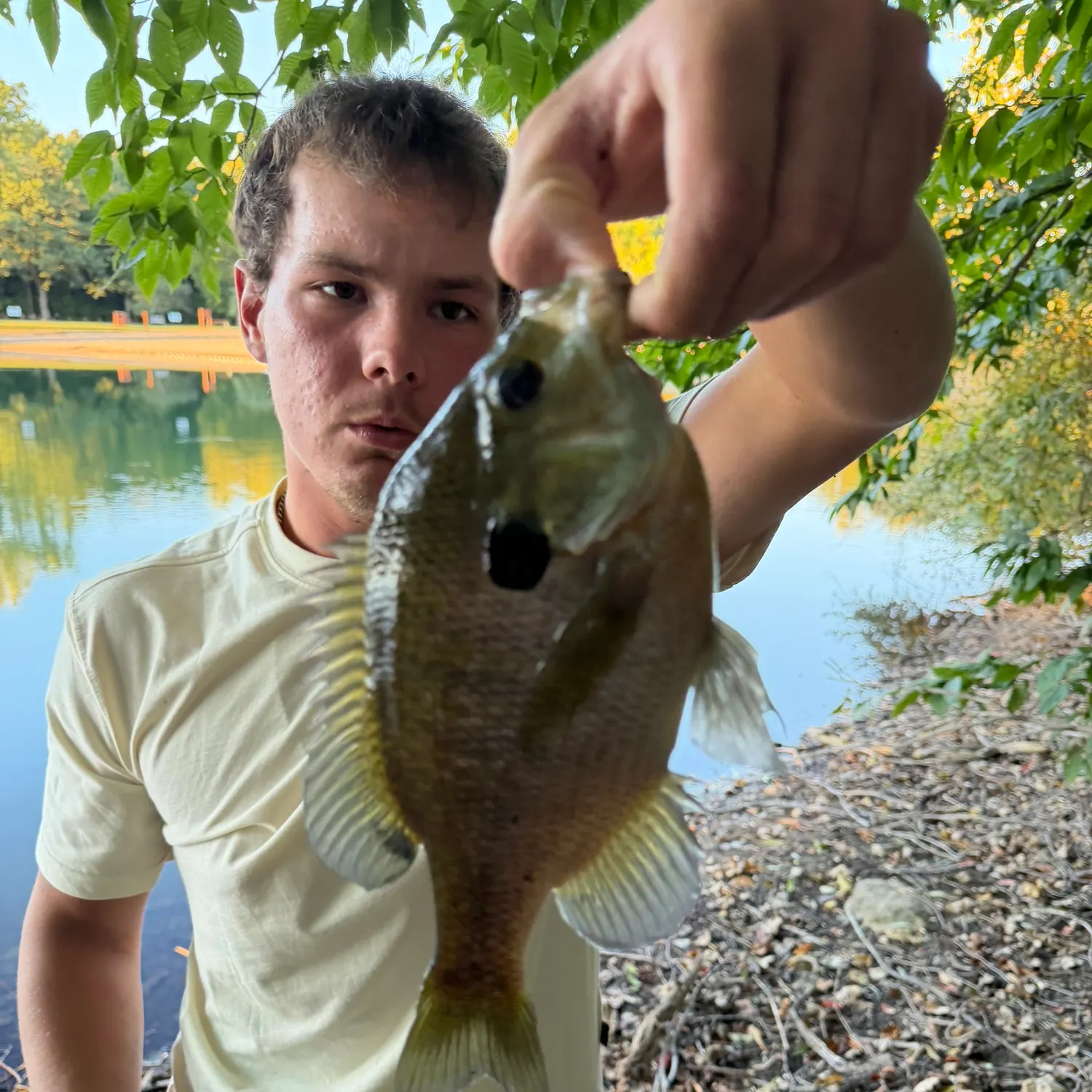 Bluegill caught on Fishbrain