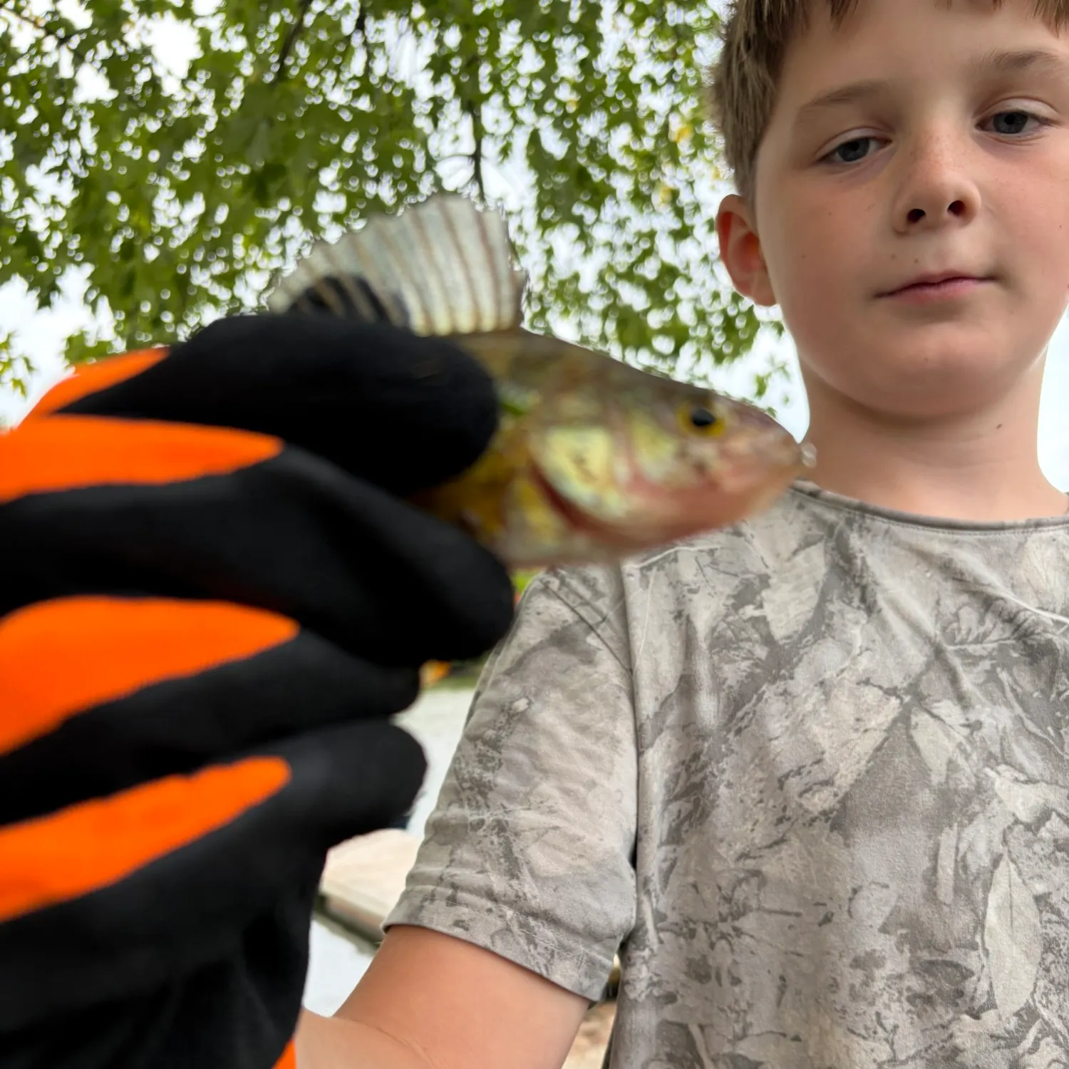 Yellow perch caught on Fishbrain