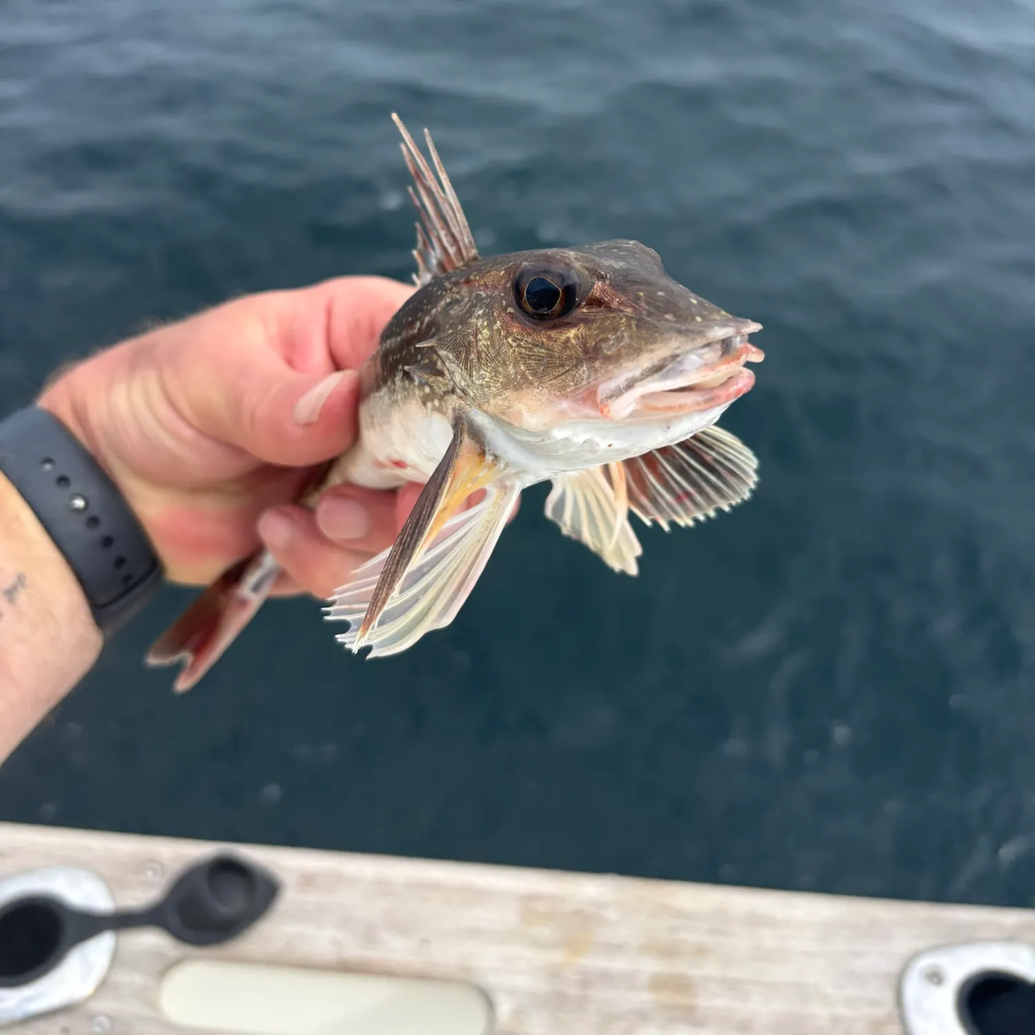 The most recent Grey gurnard catches on Fishbrain