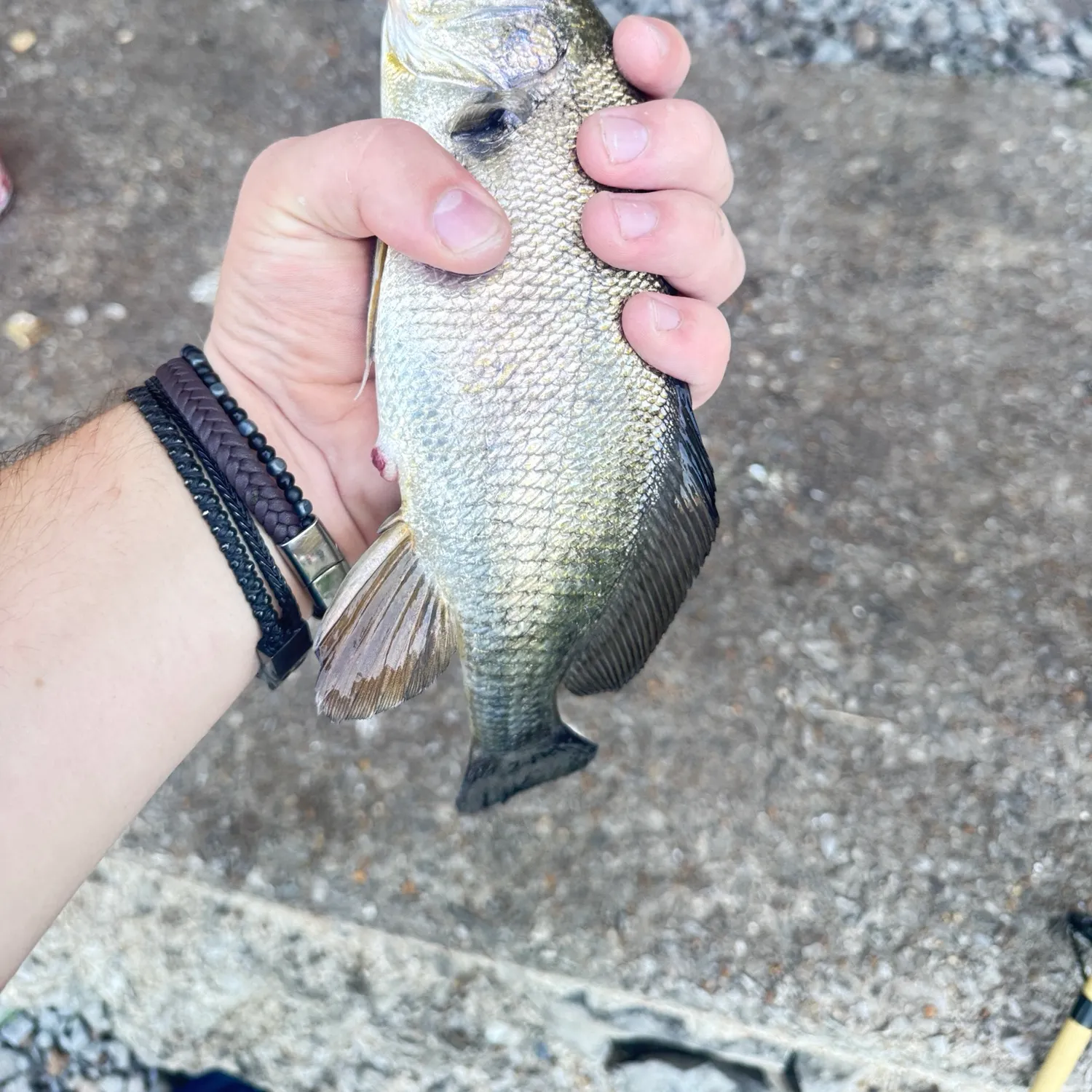 Freshwater drum caught on Fishbrain