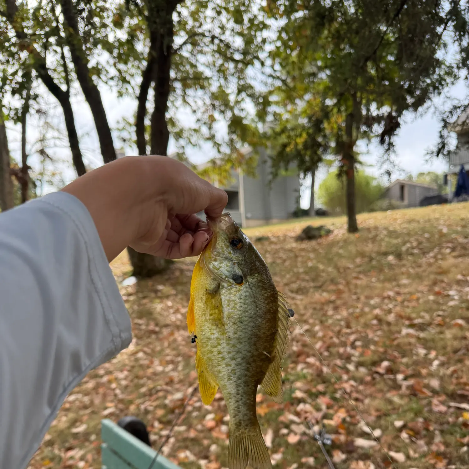 Redear sunfish caught on Fishbrain