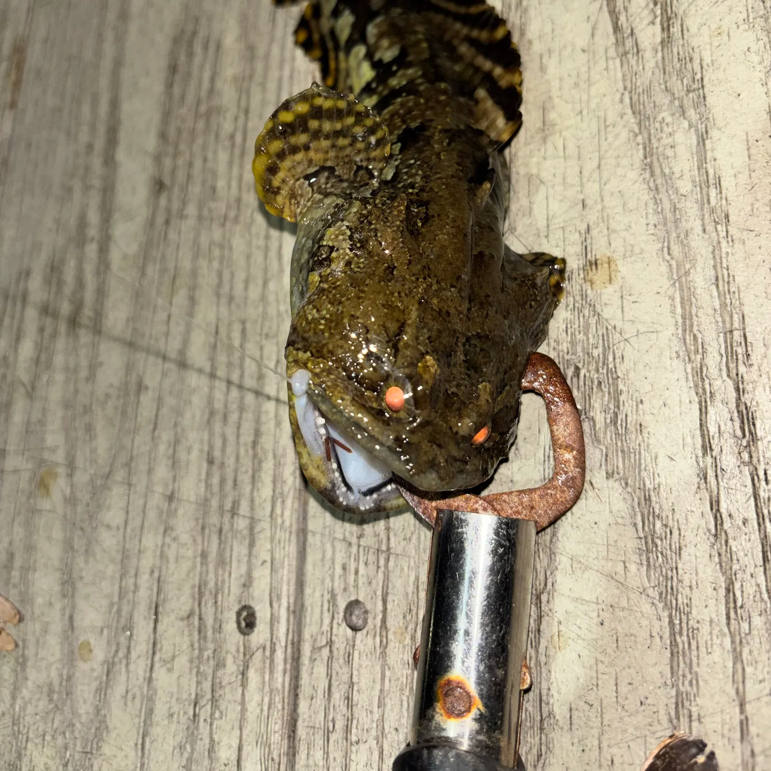 Gulf toadfish caught on Fishbrain