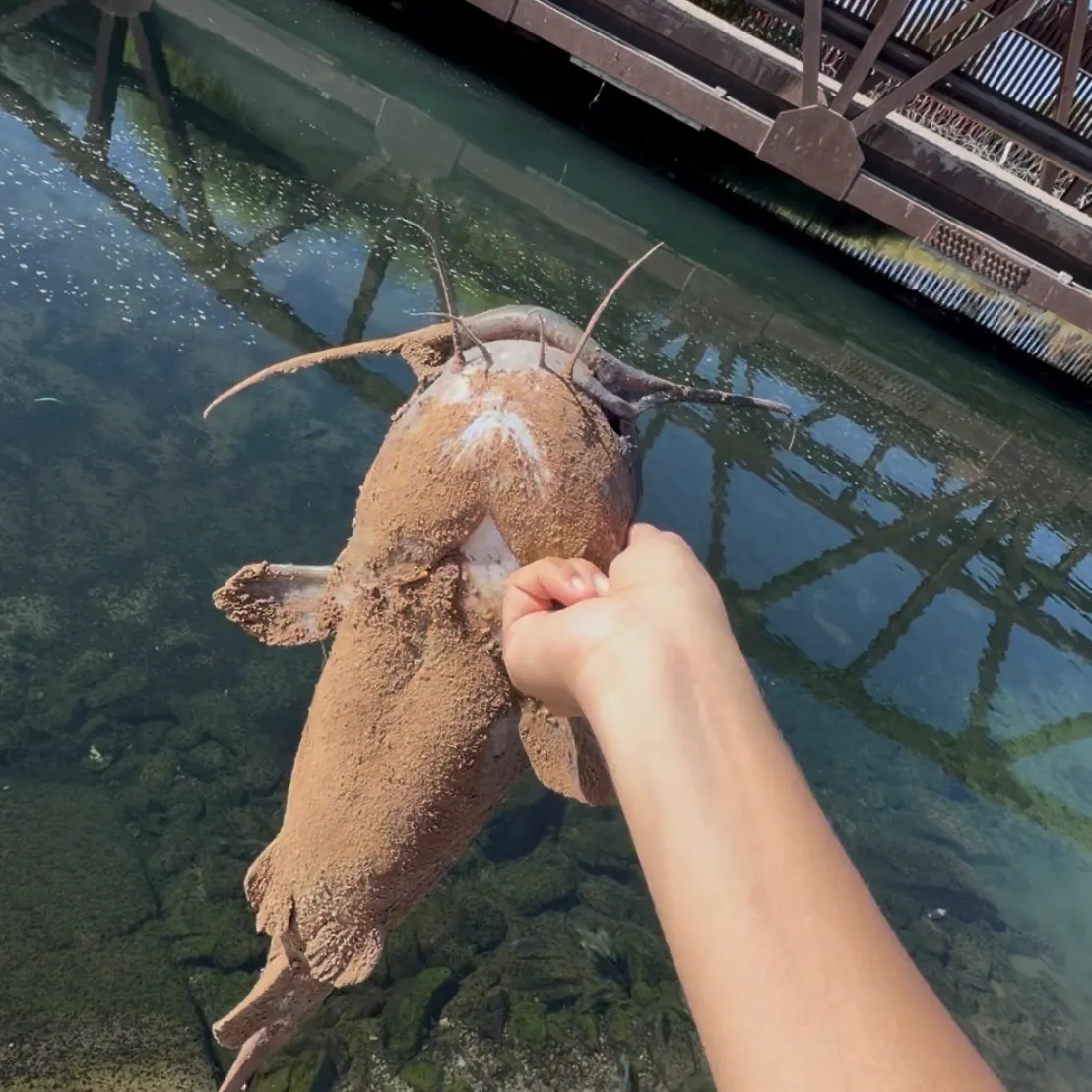 Fish caught on Fishbrain