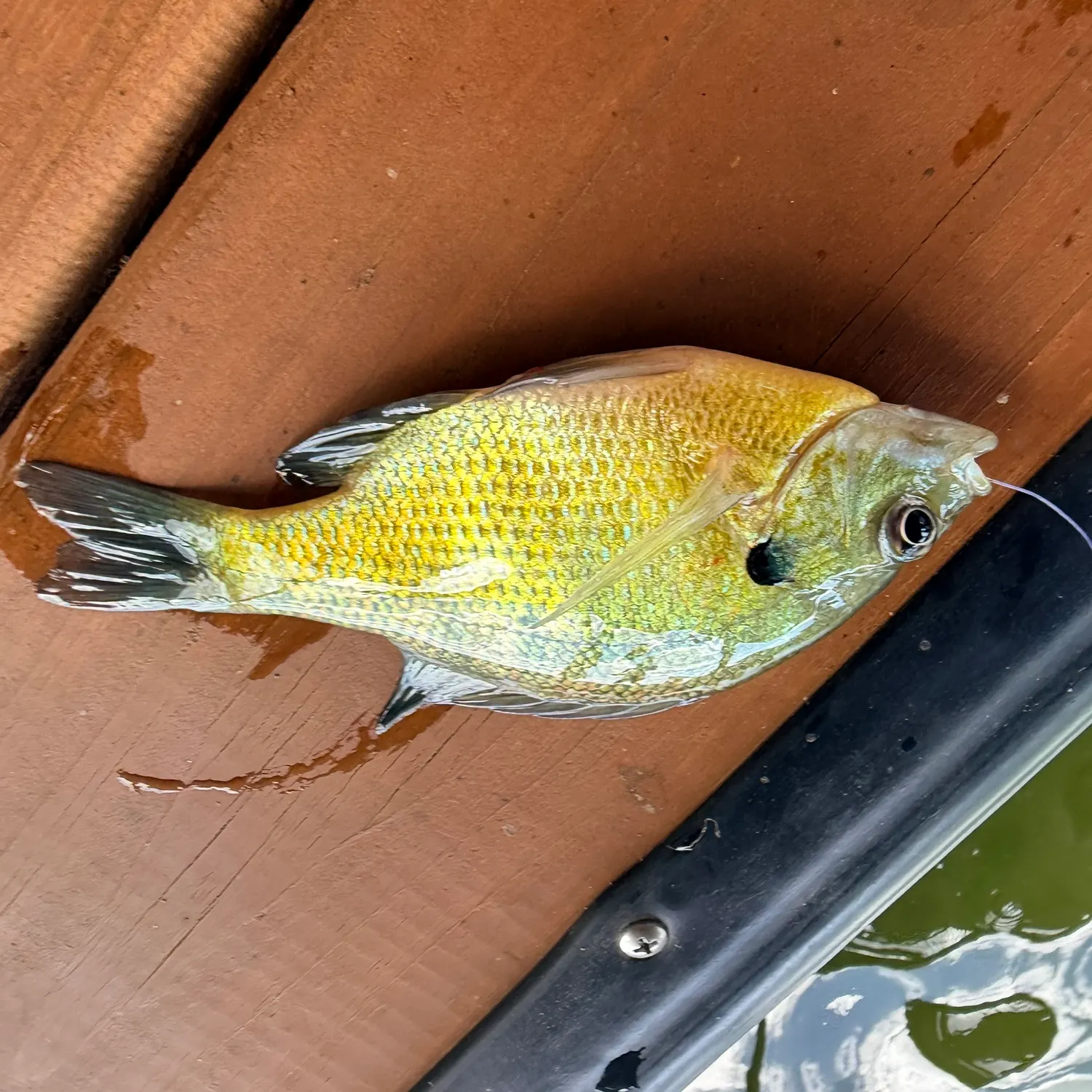 Bluegill caught on Fishbrain
