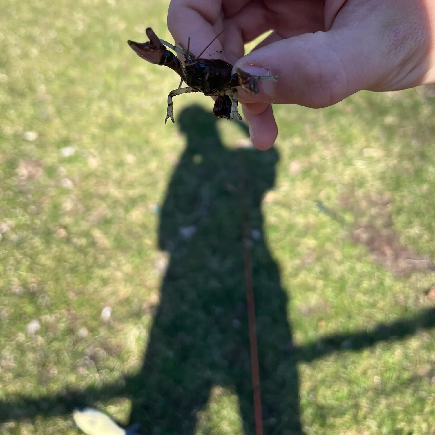 The most recent Rusty crayfish catches on Fishbrain