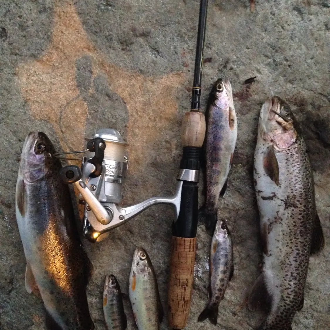 recently logged catches