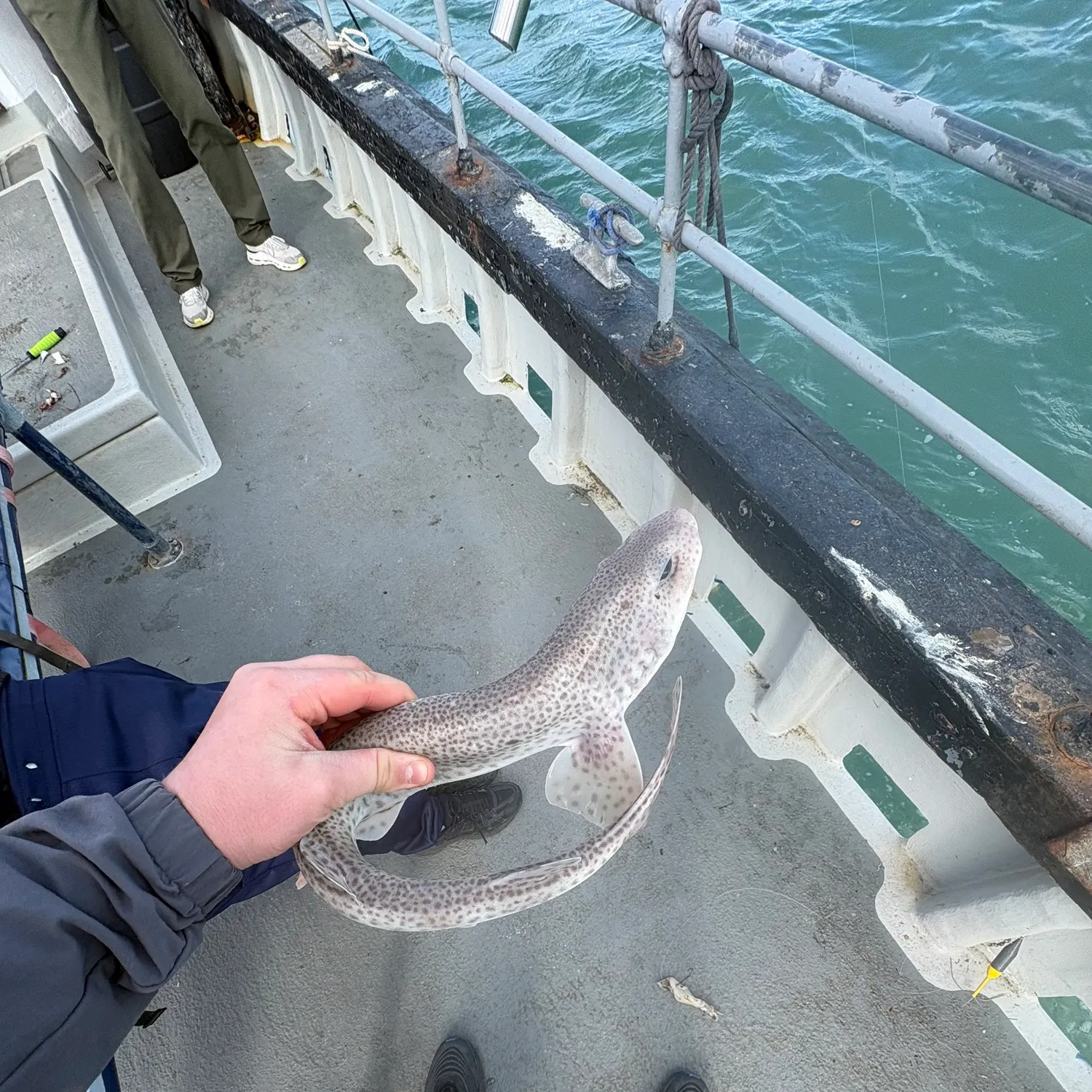 The most recent Lesser spotted dogfish catches on Fishbrain