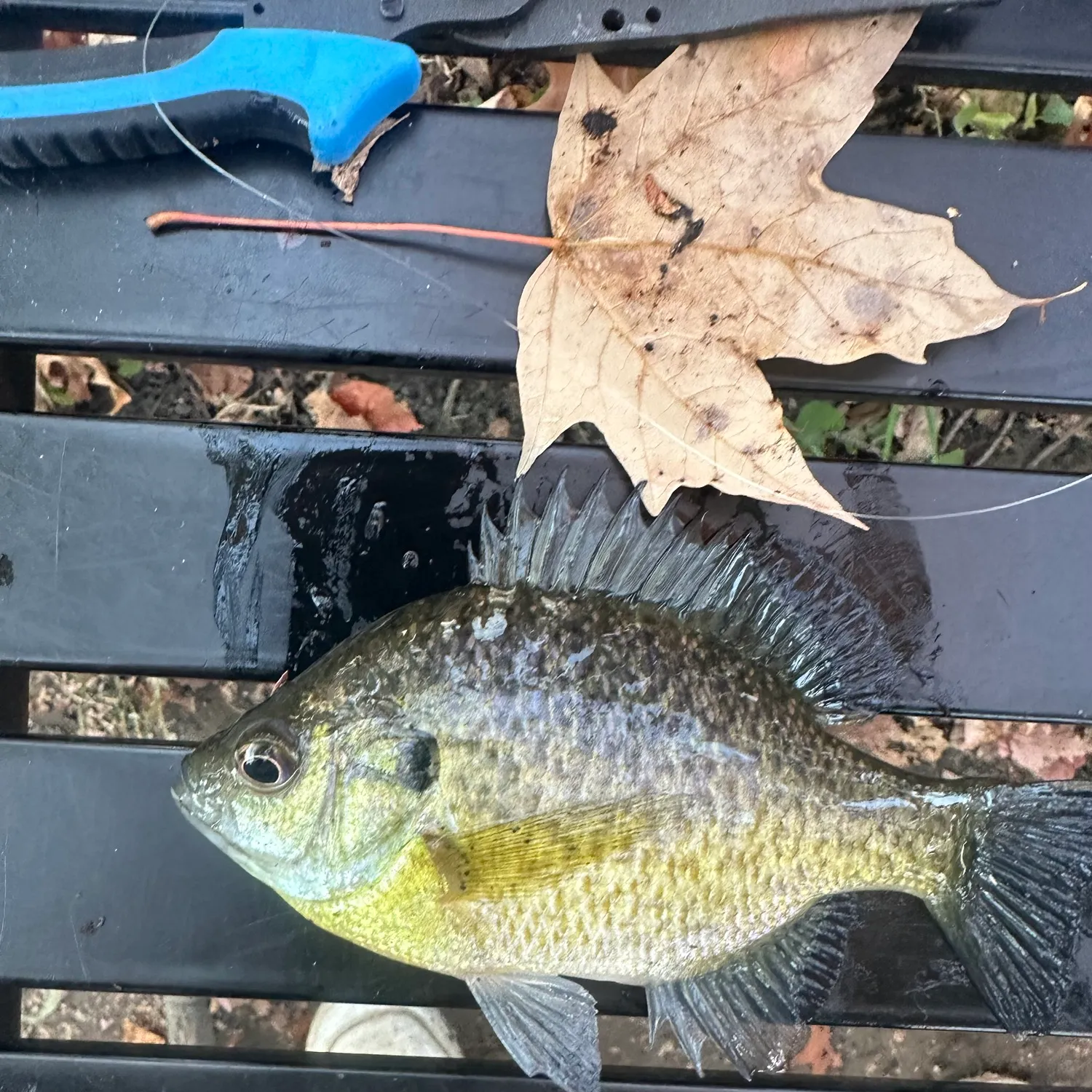 Bluegill caught on Fishbrain