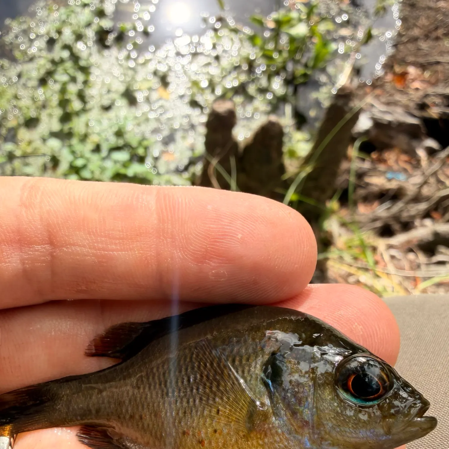 Spotted sunfish caught on Fishbrain