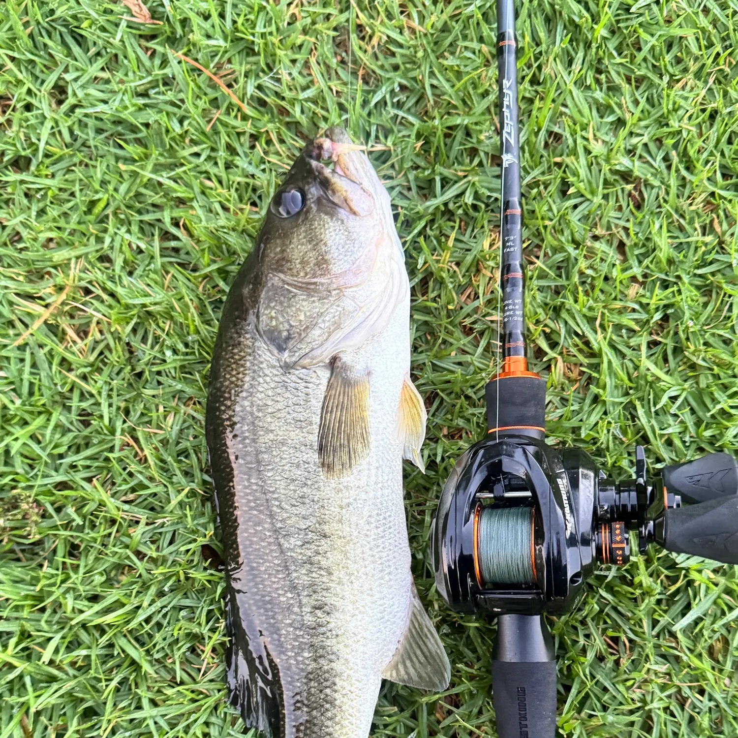 Largemouth bass caught on Fishbrain