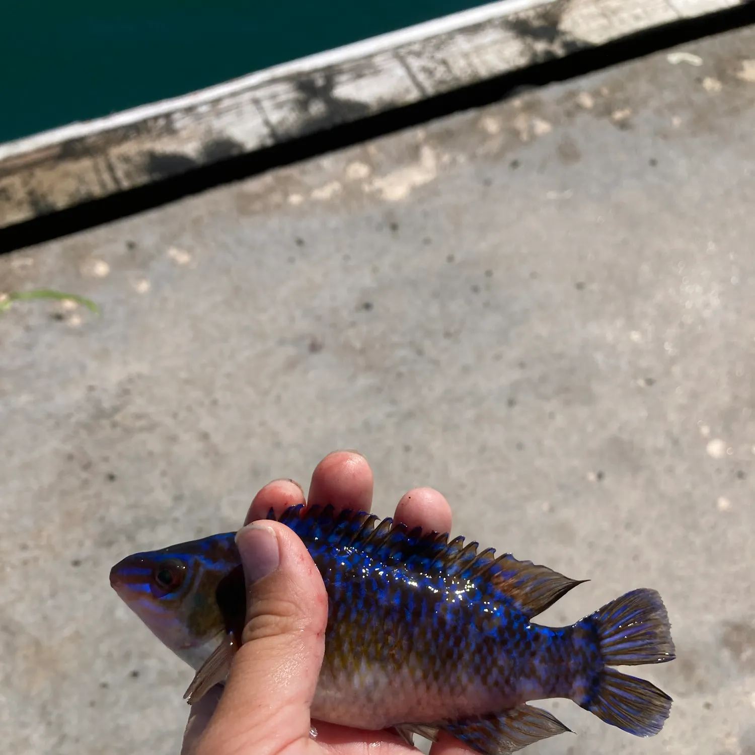 The most recent Rock cook catches on Fishbrain