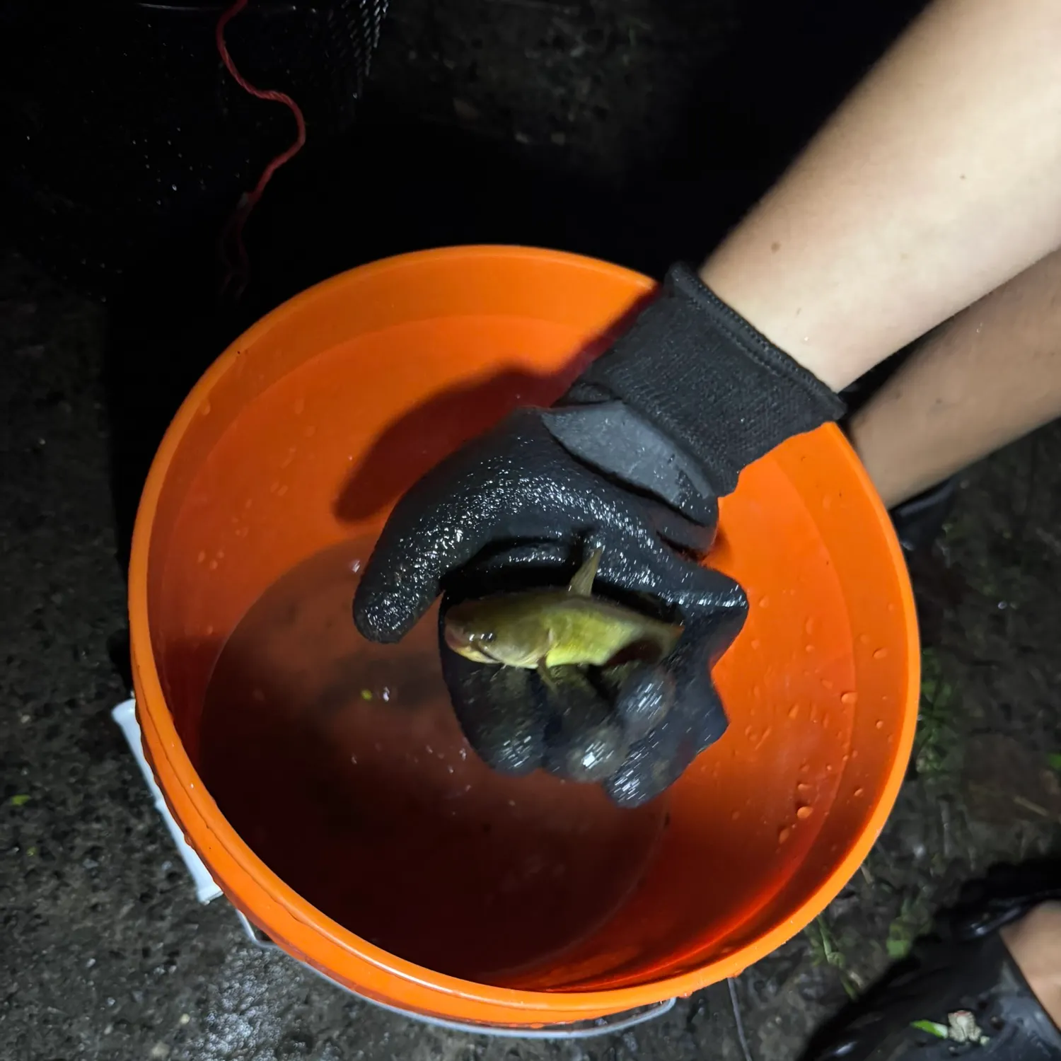 Channel catfish caught on Fishbrain
