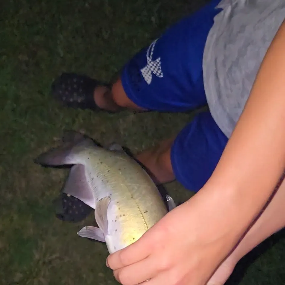 Channel catfish caught on Fishbrain