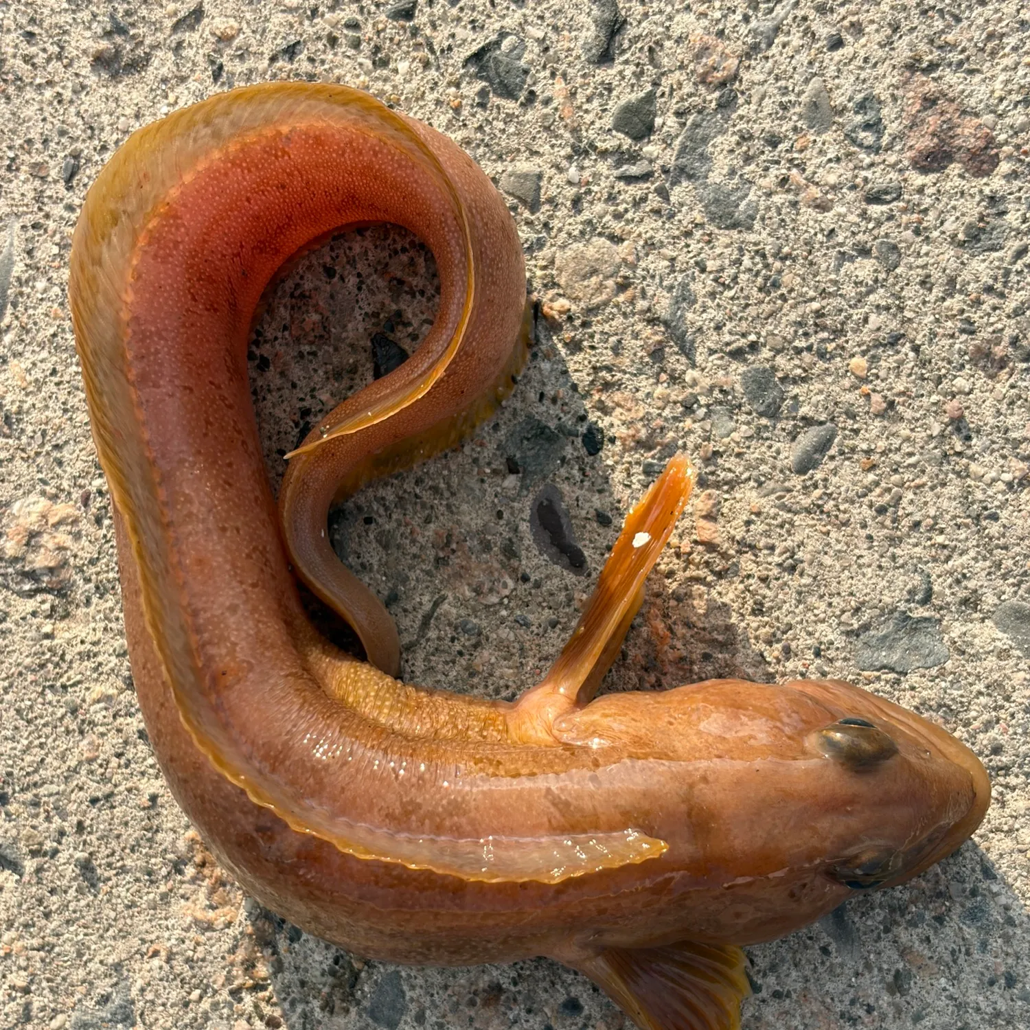 The most recent Ocean pout catches on Fishbrain