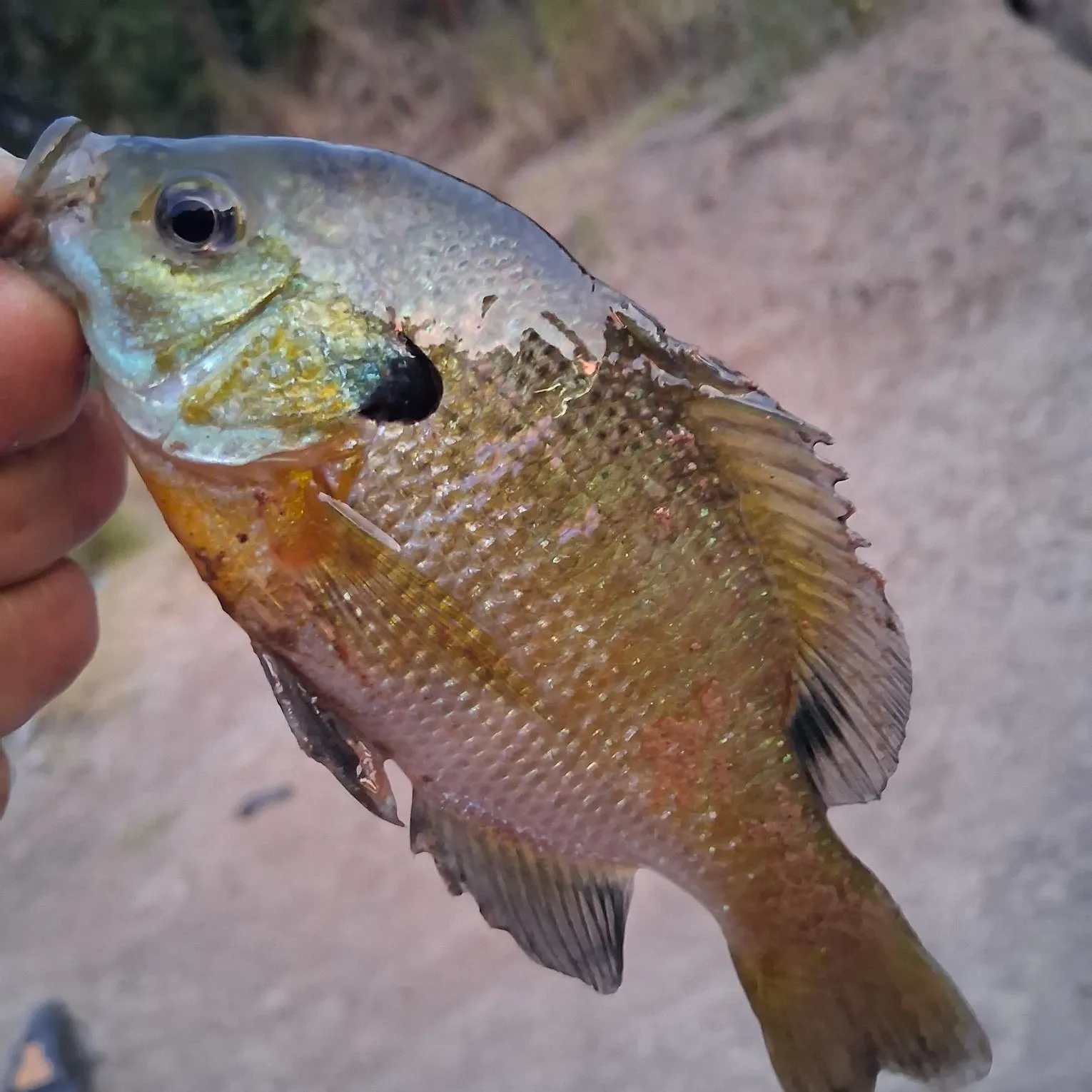 catch