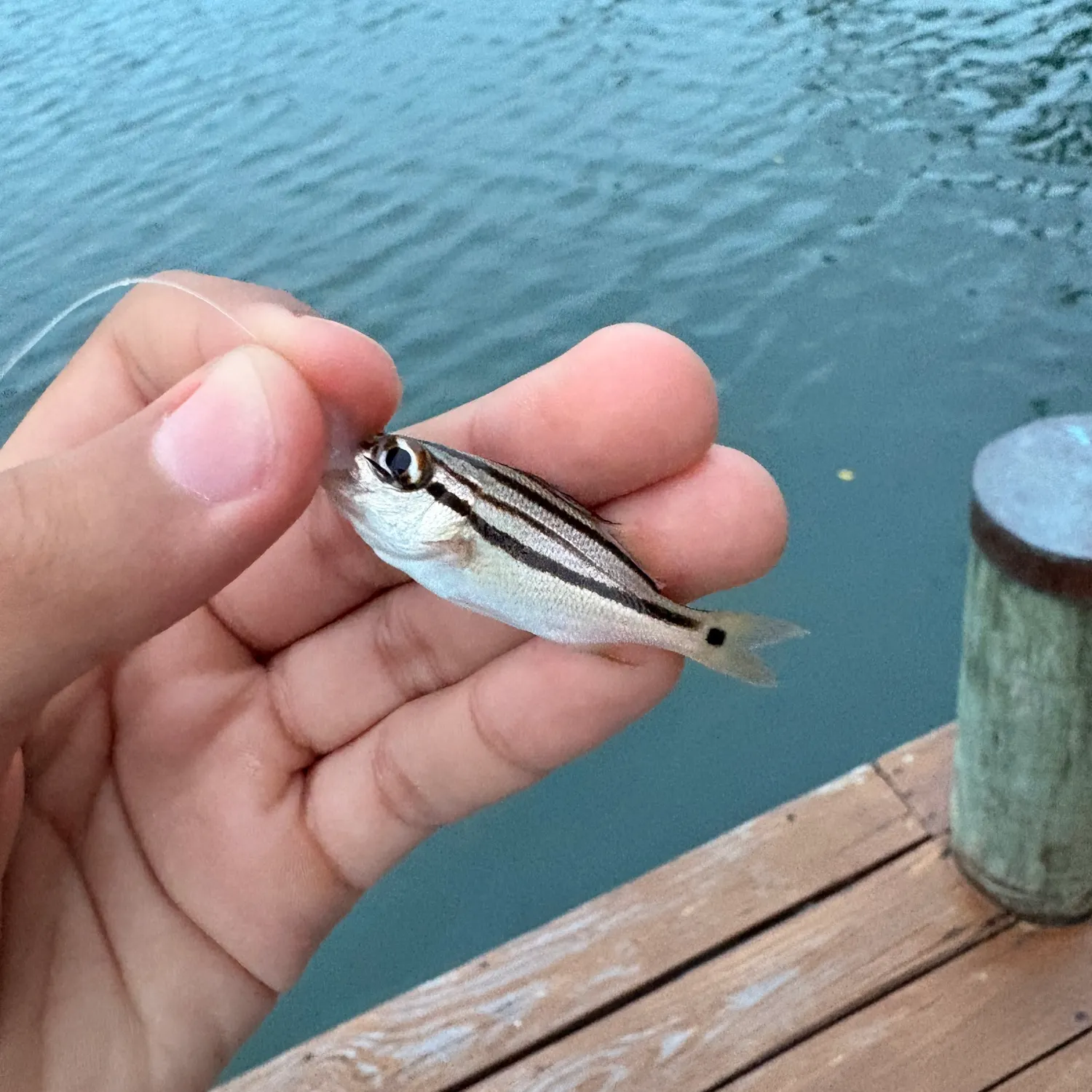 The most recent Sailor's choice grunt catches on Fishbrain