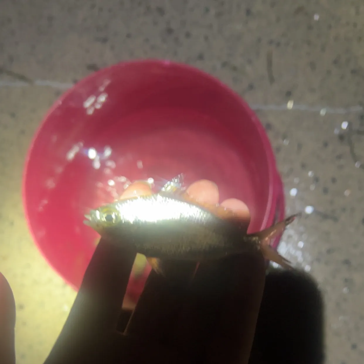 The most recent Australian river gizzard shad catches on Fishbrain