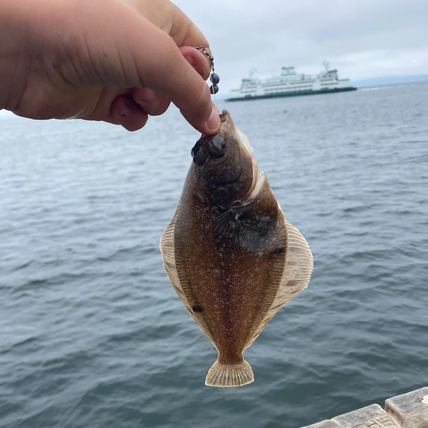 California halibut caught on Fishbrain