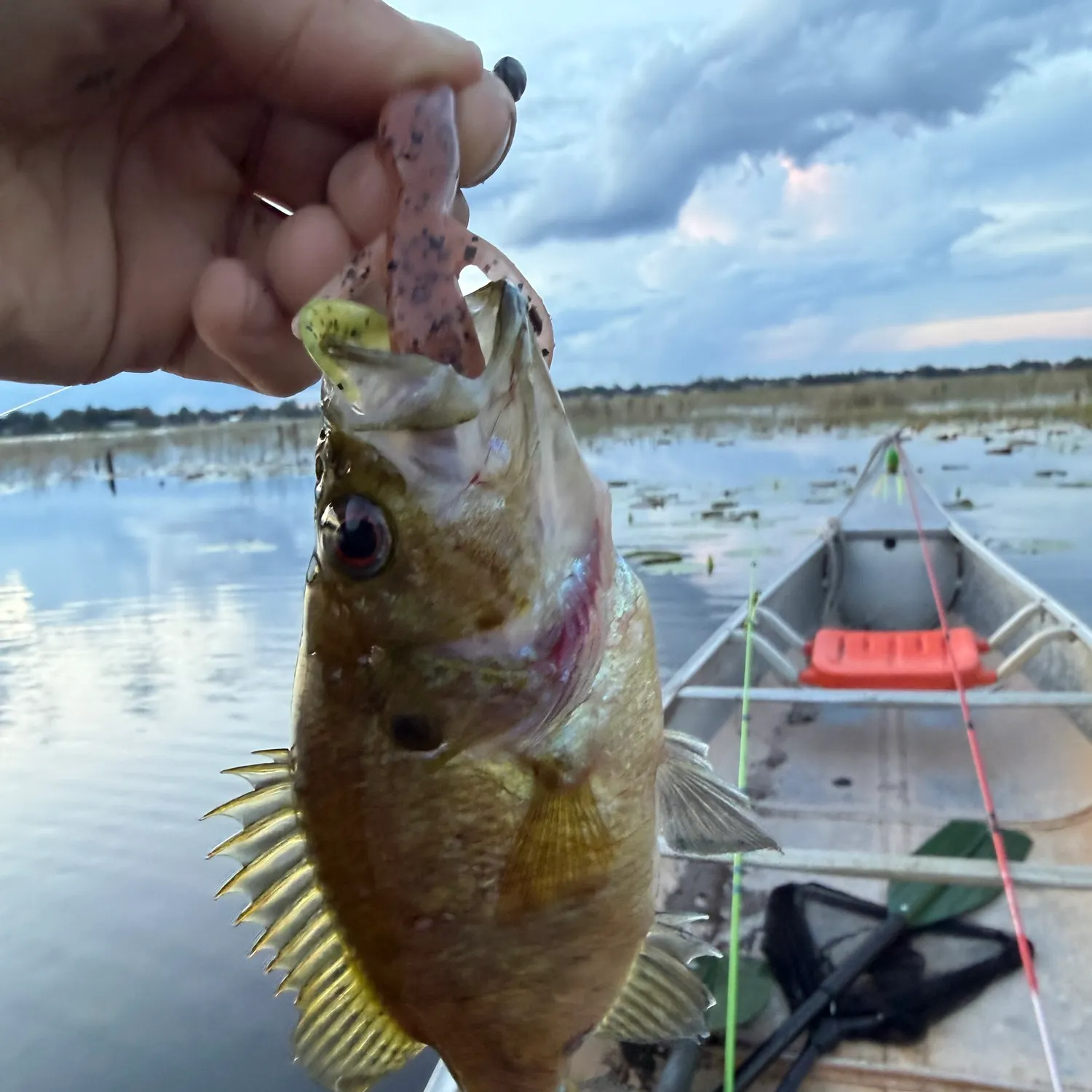 The most recent Warmouth catches on Fishbrain
