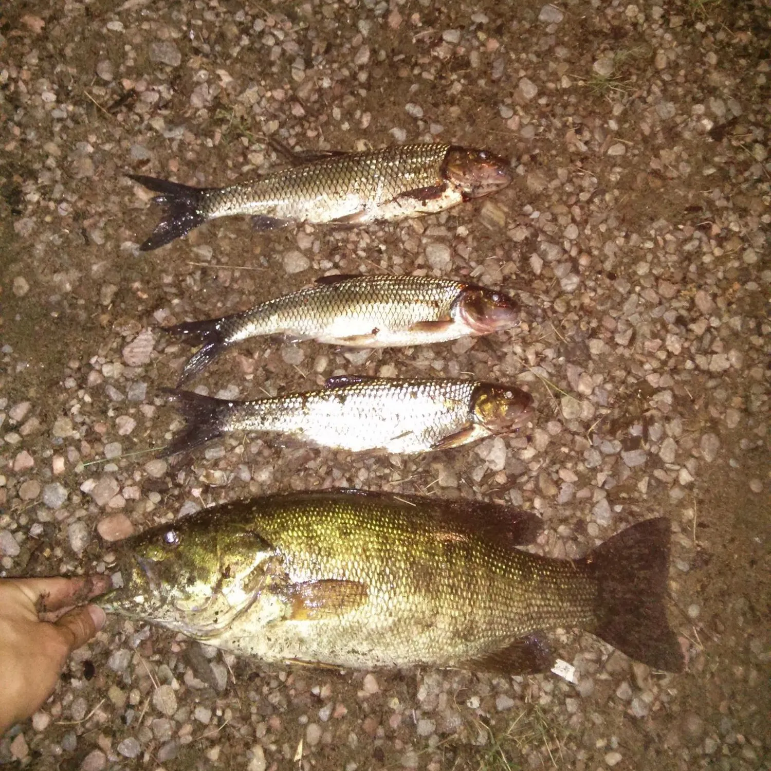 recently logged catches