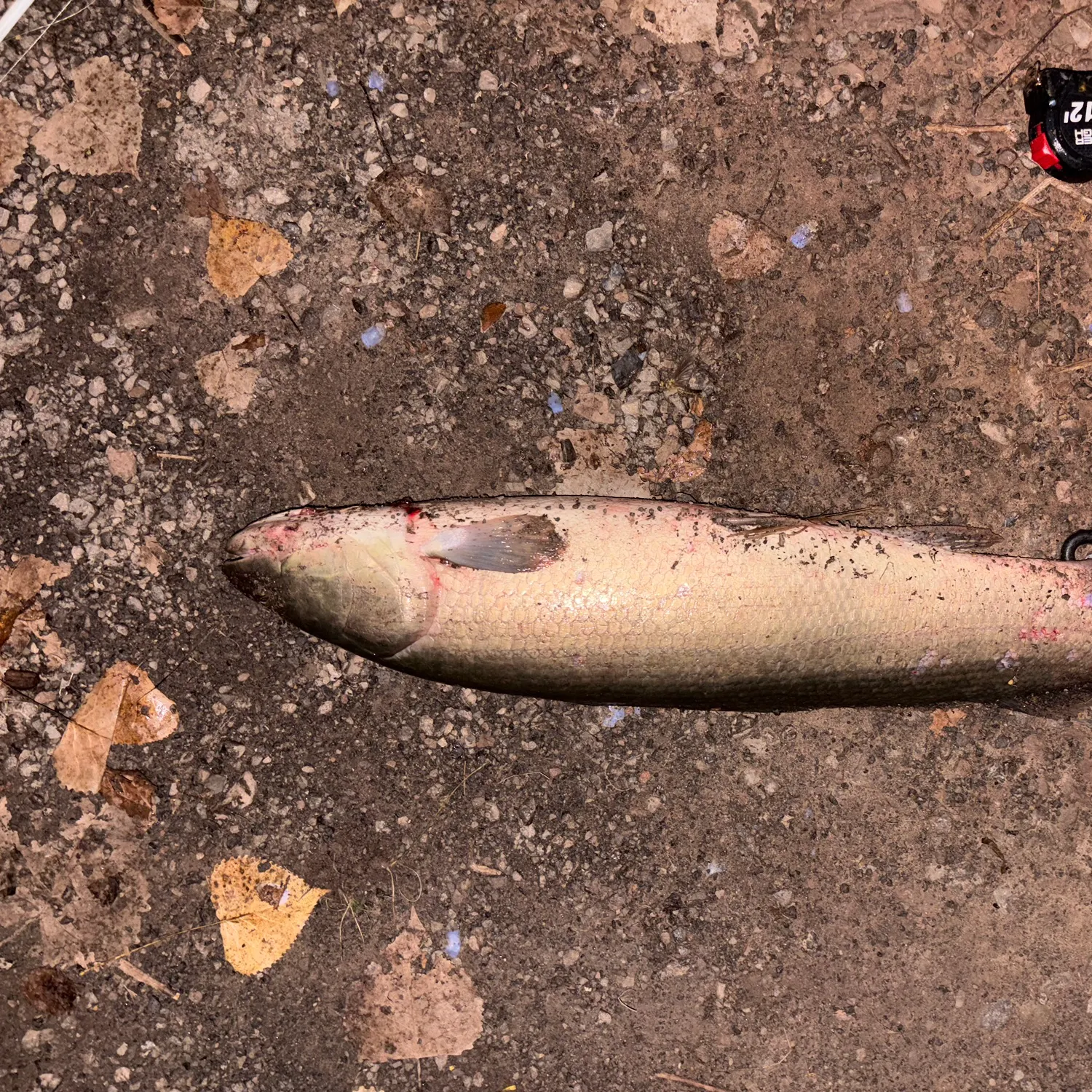 Eyetail bowfin caught on Fishbrain
