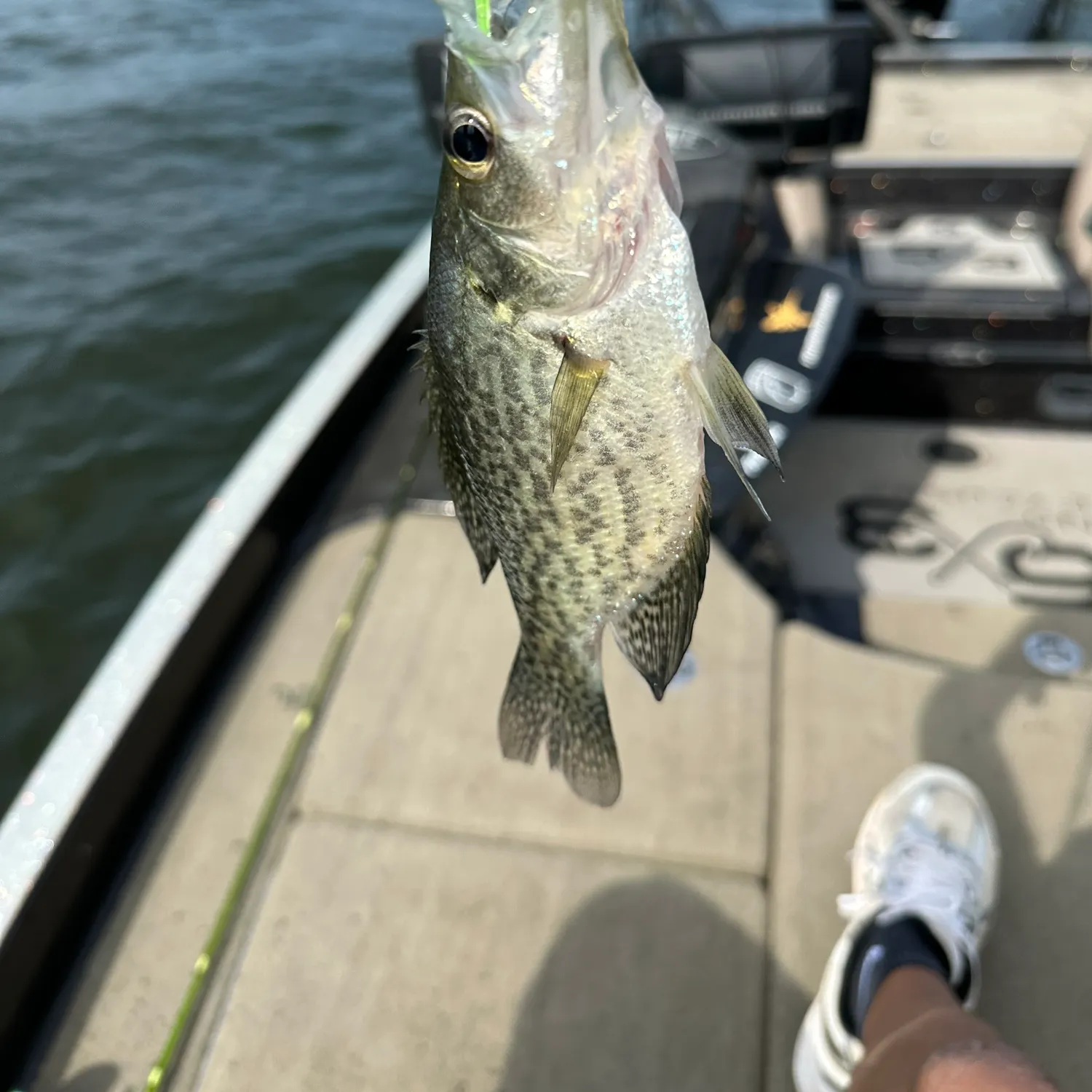 Black crappie caught on Fishbrain