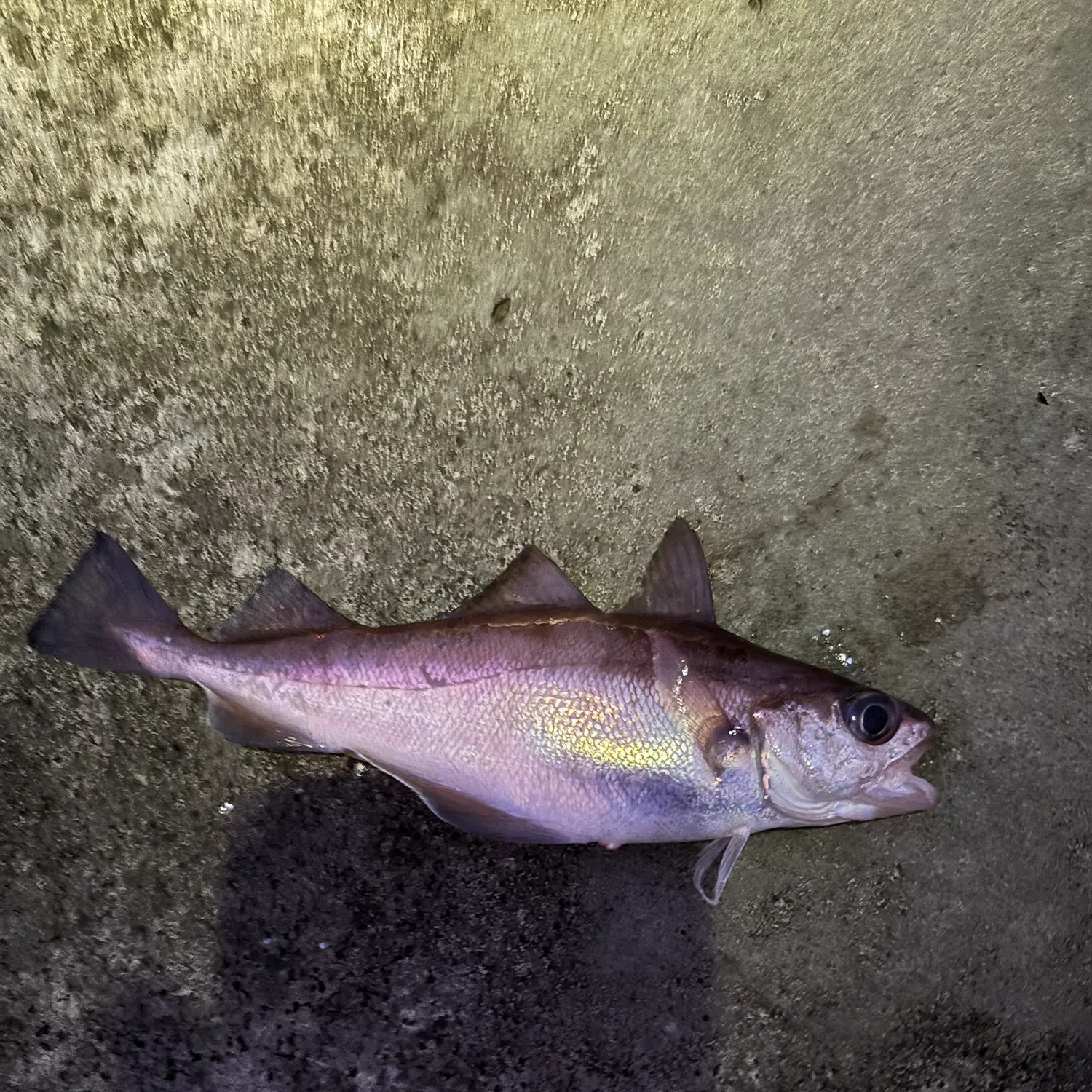 The most recent Poor cod catches on Fishbrain