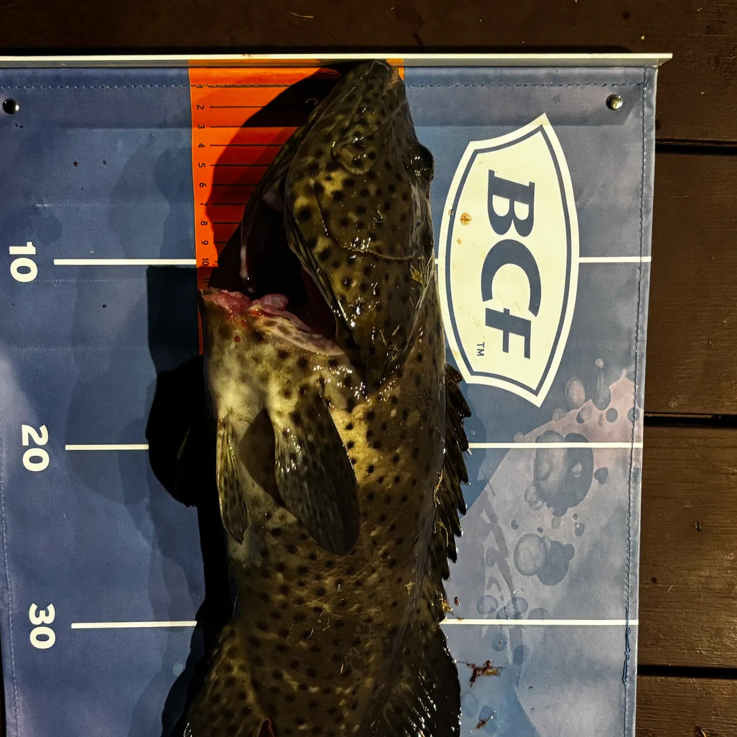 Orange-spotted grouper caught on Fishbrain