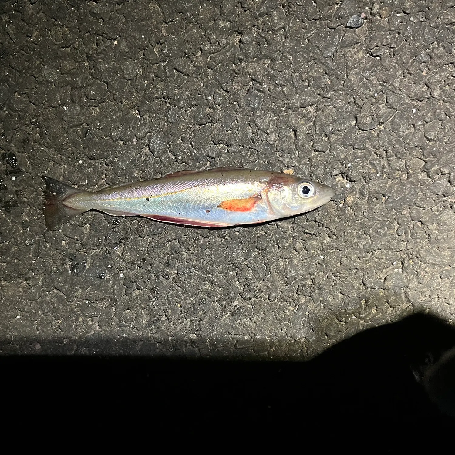 The most recent Whiting catches on Fishbrain