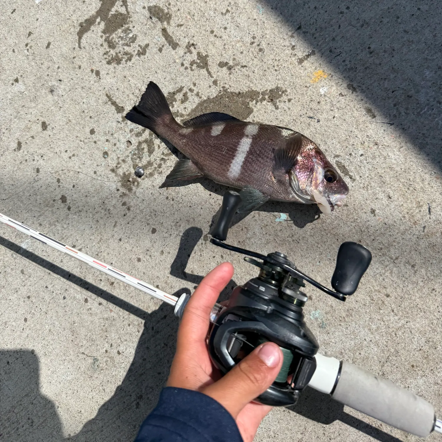 The most recent Black croaker catches on Fishbrain