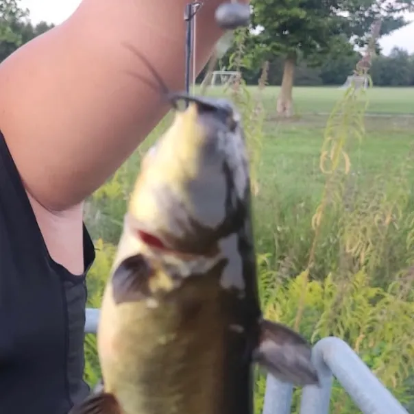 Black bullhead caught on Fishbrain