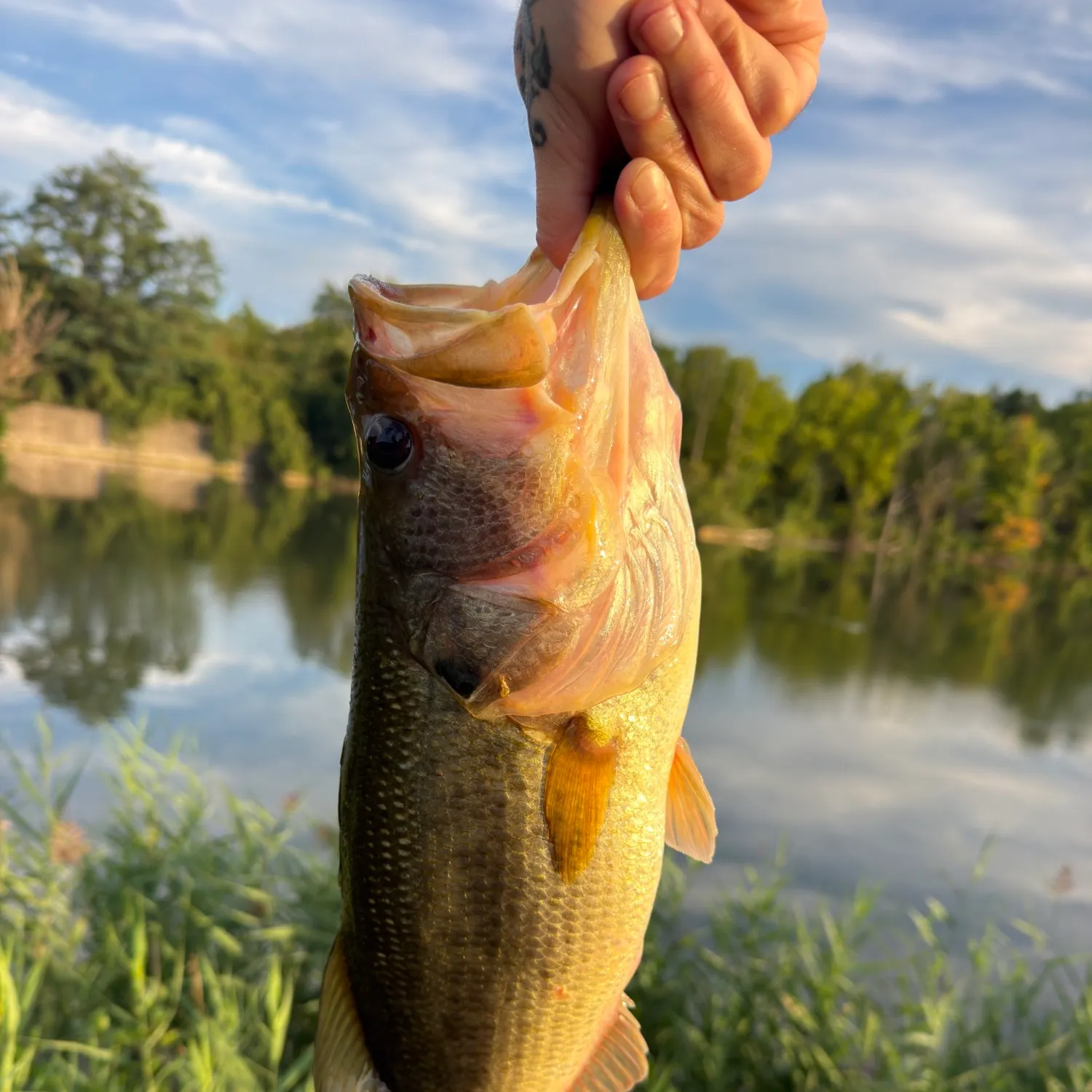 Largemouth bass caught on Fishbrain