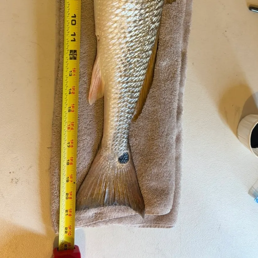 Red drum caught on Fishbrain