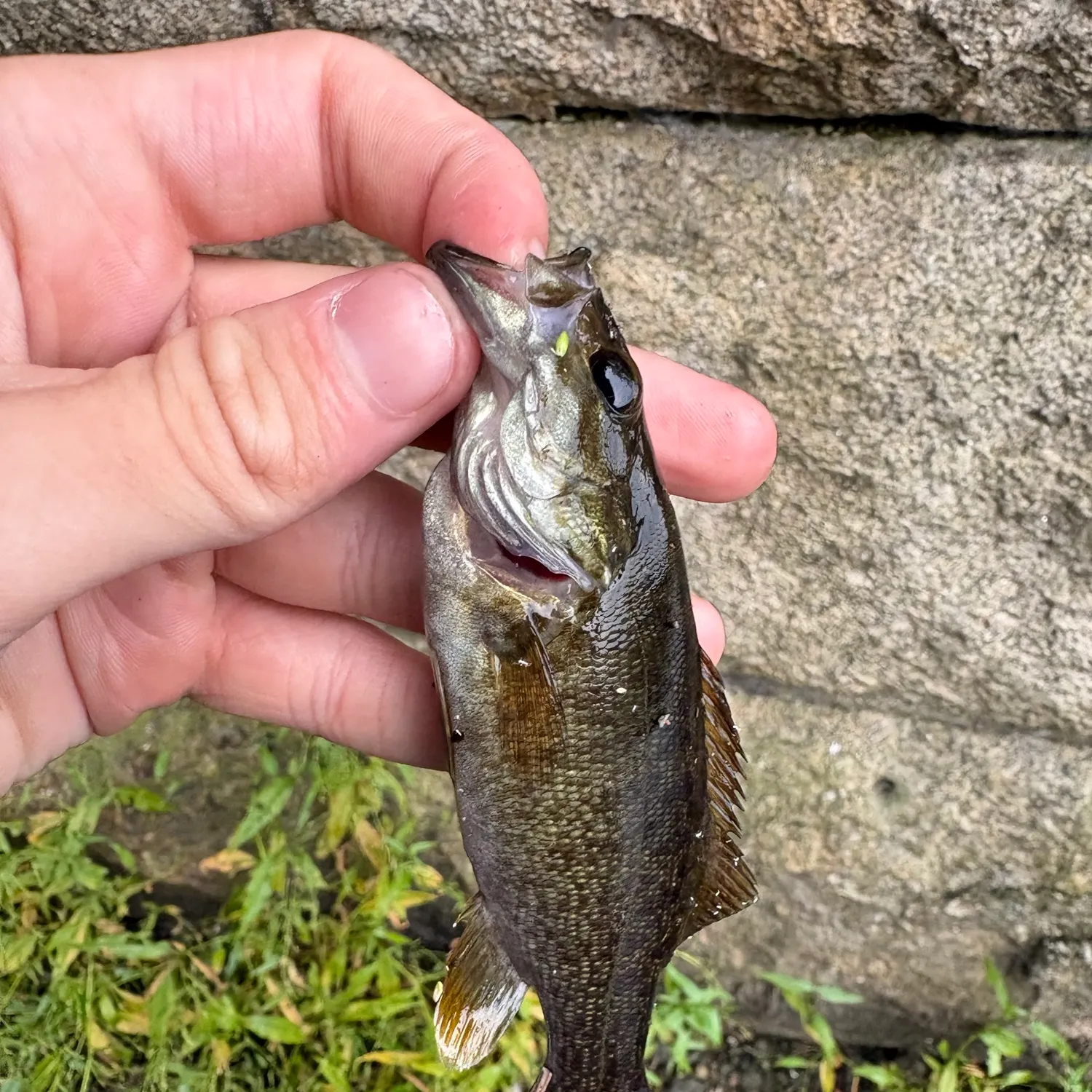 Smallmouth bass caught on Fishbrain