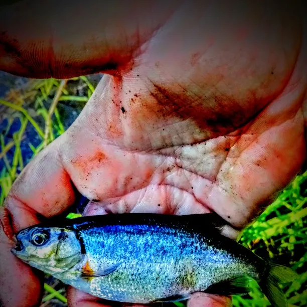 Fish caught on Fishbrain