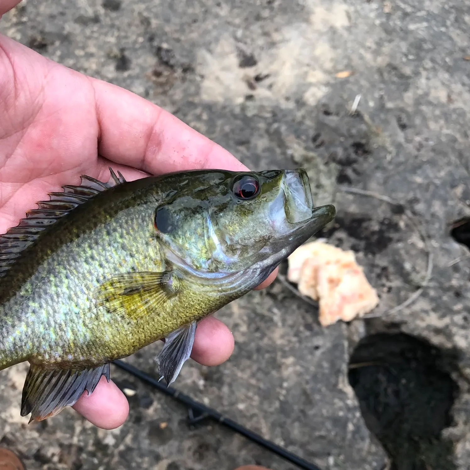 The most recent Wargill hybrid catches on Fishbrain