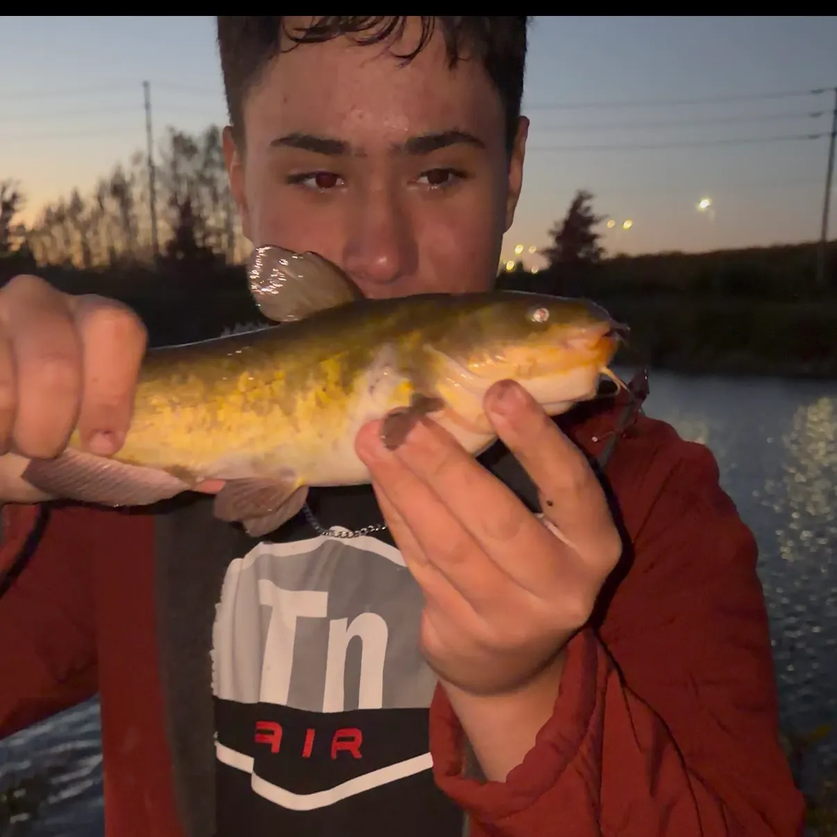 Yellow bullhead caught on Fishbrain