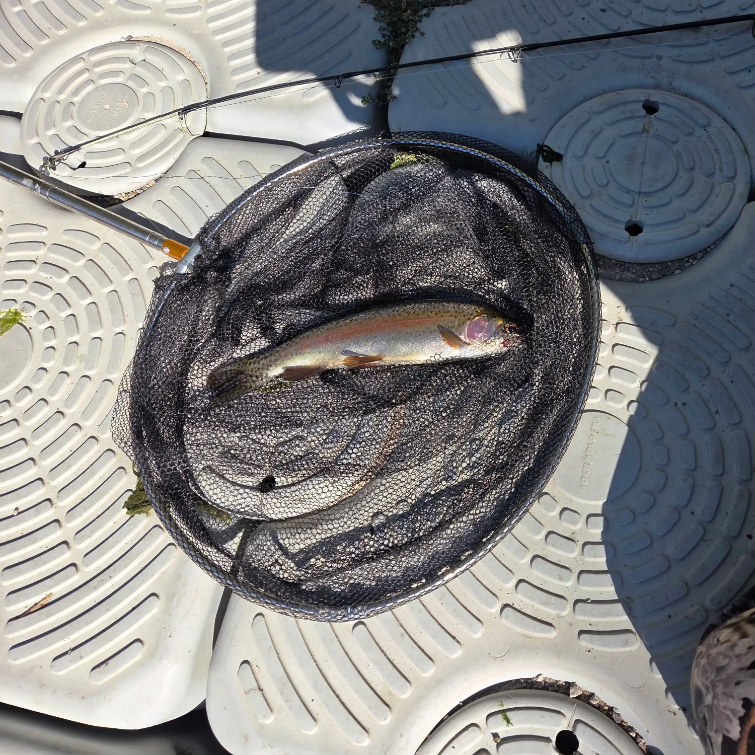 Rainbow trout caught on Fishbrain
