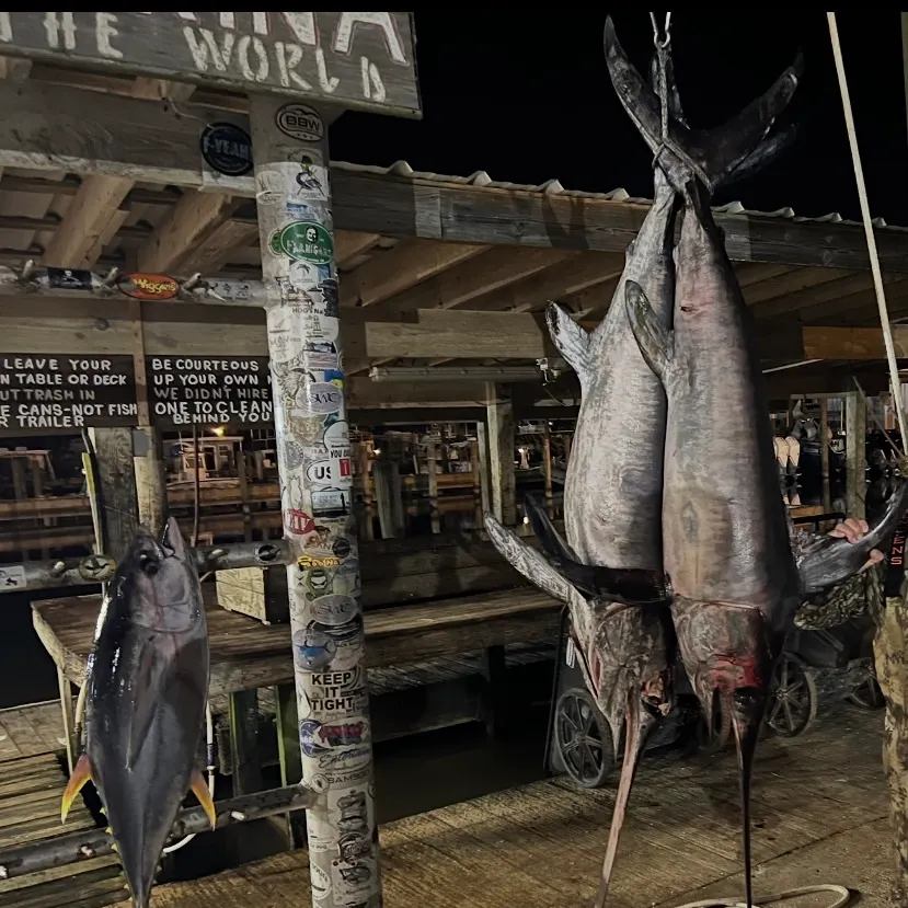 The most recent Swordfish catches on Fishbrain