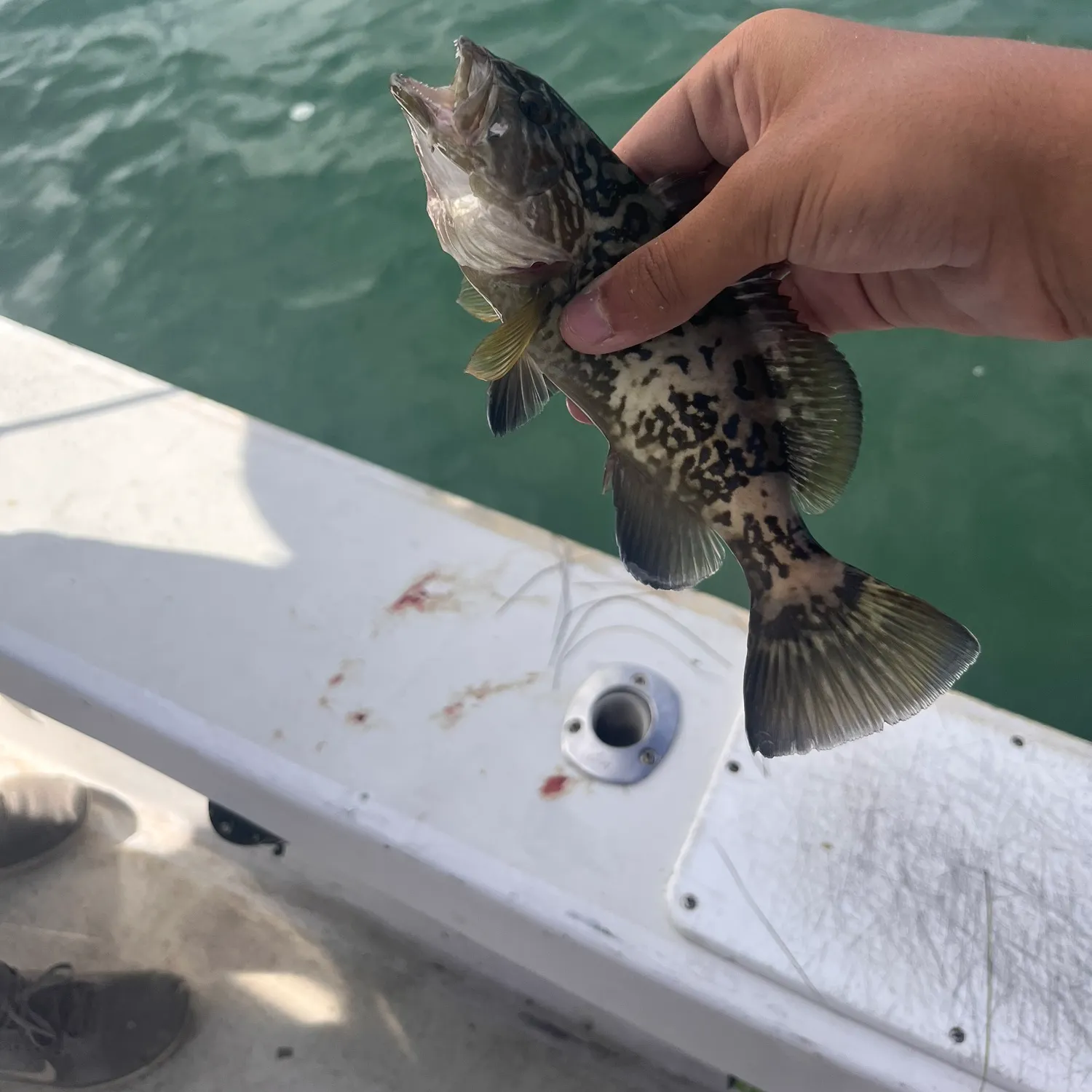 Gag grouper caught on Fishbrain