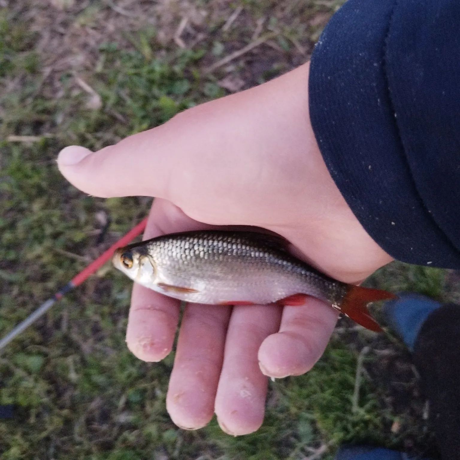 Common roach caught on Fishbrain