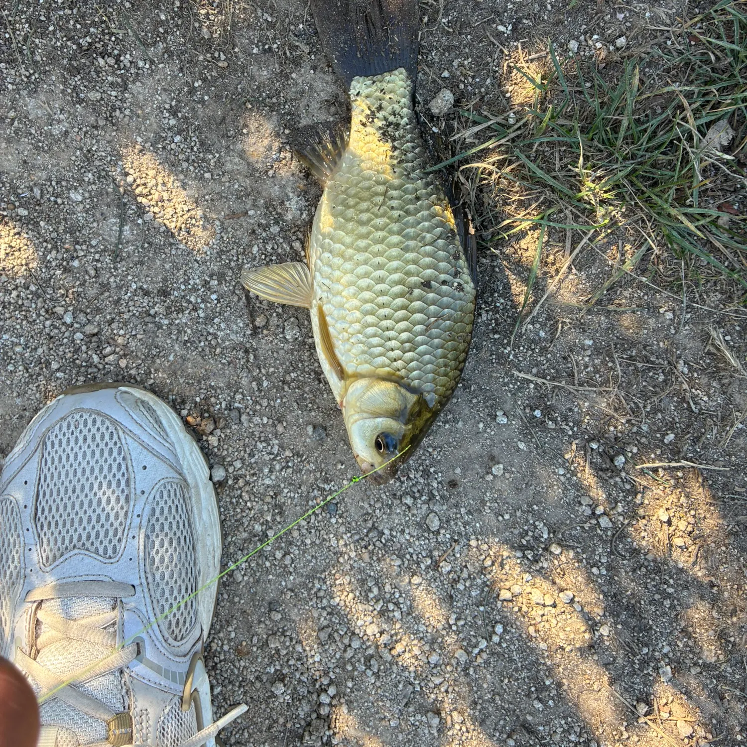 Crucian carp caught on Fishbrain