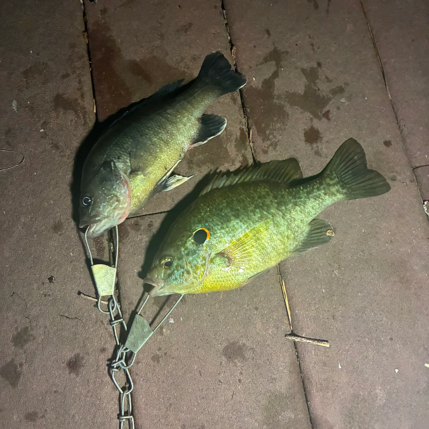 recently logged catches